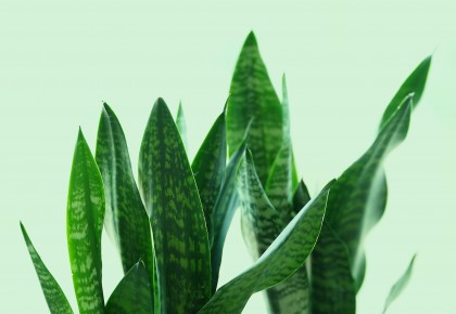 Sansevjerų priežiūra